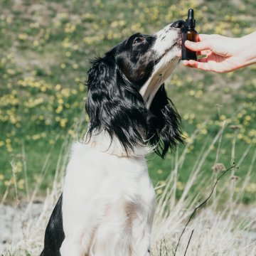 Dog with cbd oil container